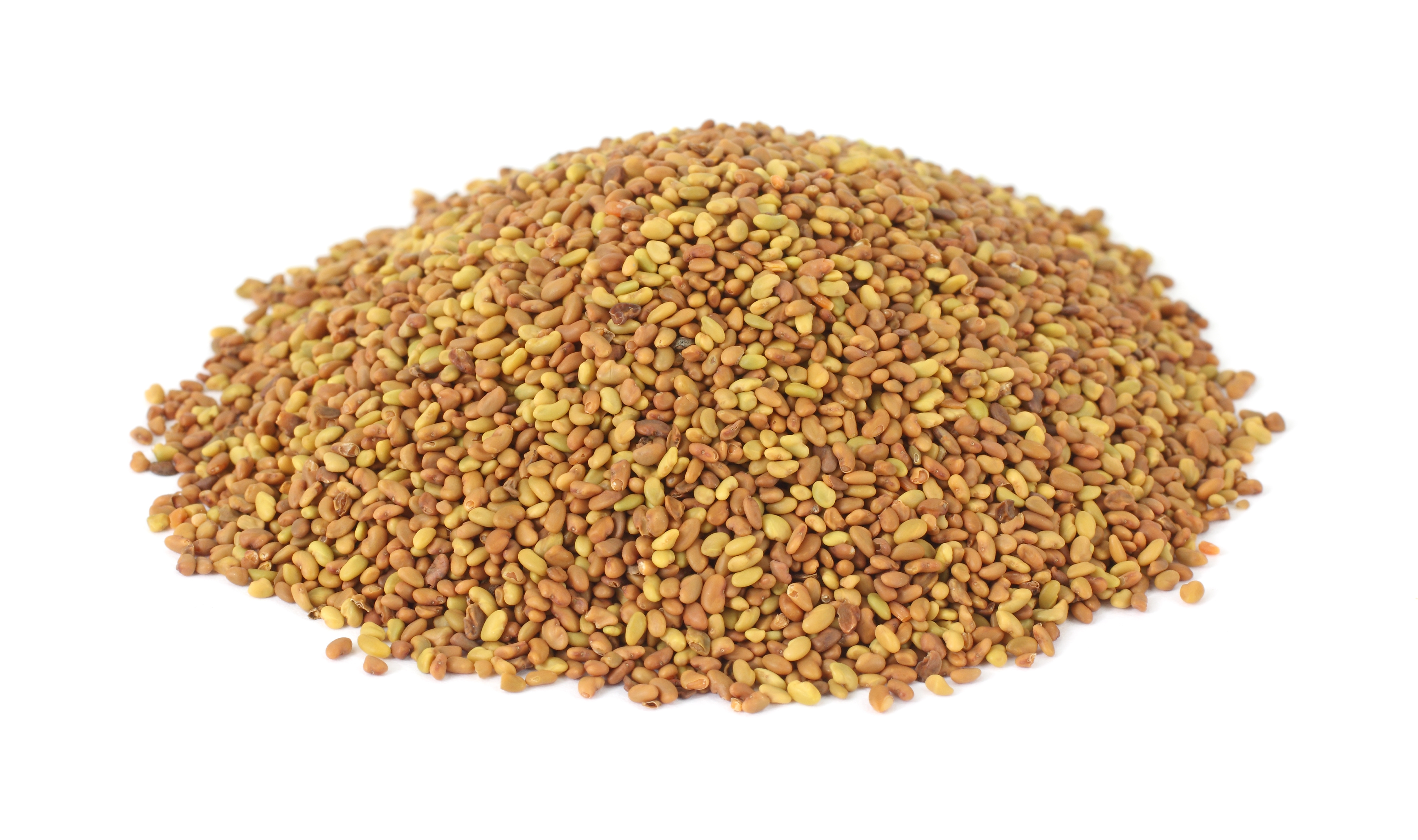 el-forsan Alfalfa seeds